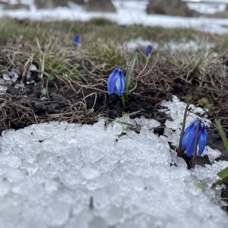 İlkbahar çiçekleri kar altında kaldı