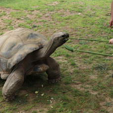Darıca'nın en yaşlı sakini kaplumbağa "Tuki" 103 yaşına girdi