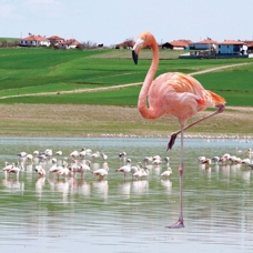 Yozgat'a flamingo akını