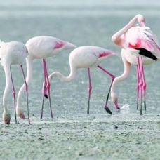 Flamingo şenliği