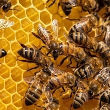 'Açlık' sorununa arılar çözüm olacak