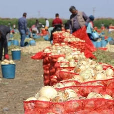 Çukurova'da hasadın yaygınlaşmasıyla soğanın fiyatı düşüyor