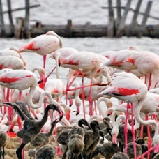 Gediz Deltası'nda flamingo sevinci