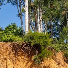 Orman teşkilatı geçen yıl 36 bin 88 hektarda erozyon çalışması yaptı