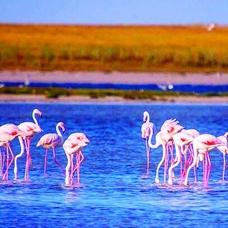 Seyfe Gölü Kuş Cenneti canlandı