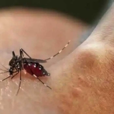 Sivrisinek Sivrisinek!
