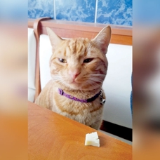 Sarıkuş'u bulana para ödülü