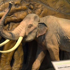 İngiltere'de 450 bin yıllık mamut fosili bulundu