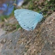 Mavi kelebekler görüntülendi