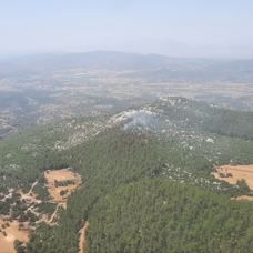 Milas'ta orman yangını! Kontrol altına alındı