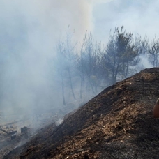 İzmir'in Kemalpaşa ve Menemen ilçelerinde orman yangını çıktı