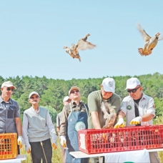 200 kınalı keklik doğaya salındı