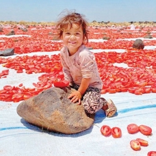 Avrupa ve ABD'ye Diyarbakır domatesi