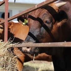 ABD'den getirilen sığır embriyoları, 1 yılda et deposu "Beefmaster"a dönüştü