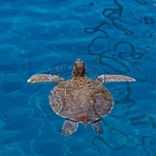 Özel Çevre Koruma Bölgeleri'ndeki tedbirlerle deniz kaplumbağalarının yuva sayısı arttı