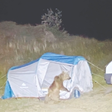 Nemrut'ta ayı paniği: Turistlerin çadırlarını parçaladılar