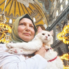 Ankara kedisi "Seymen" yeni yuvasında
