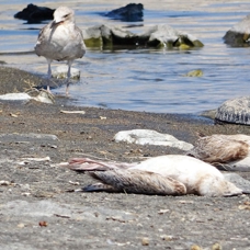 Van Gölü'nde acı fotoğraf: Binlerce martı öldü