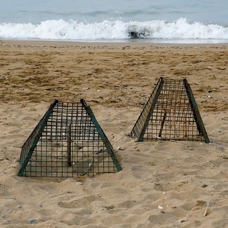Deniz kaplumbağaları için kafesleme yöntemiyle yapılan yuva sayısı 2 bin 551'e ulaştı