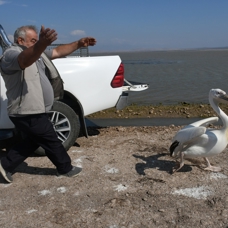 Ak pelikan doğaya salındı