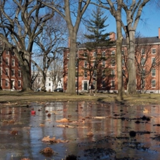 ABD'de çarpıcı rapor: Harvard Üniversitesi ifade özgürlüğünde sınıfta kaldı