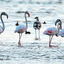 Kuraklık flamingoların rotasını değiştirdi