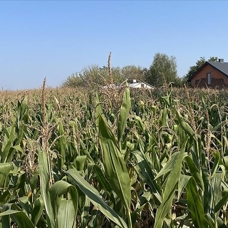 Polonyalı çiftçiler, Ukrayna tahılının ülkelerine girişine ilişkin kararı endişeyle bekliyor