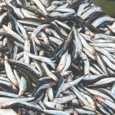 Tekirdağlı balıkçılar Karadeniz'e ağ atacak
