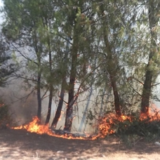Çankırı'da çıkan orman yangınına müdahale ediliyor