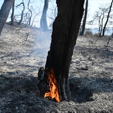 Orman yangınlarıyla mücadelede "küçükbaş hayvancılığın yaygınlaştırılması" önerisi