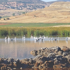 Flamingolar göç öncesi Tokat'ta
