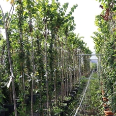 Yalova'da dış mekan süs bitkilerine ölçülebilir kalite standardı getirecek proje geliştirildi