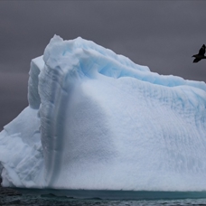 Antarktika'da ilk kez kuş gribi görüldü