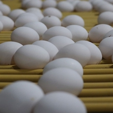 Rekabet Kurumundan, yumurta sektörüne 2 ayrı soruşturmada 98 milyon lira ceza