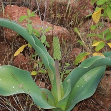Muğla'daki yeni endemik bitki türüne "Balan Sümbülü" ismi verildi