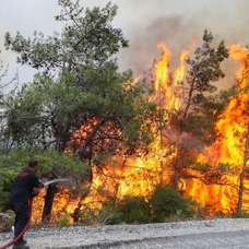 Orman yangınları ihmal, dikkatsizlik ve kaza sonucu çıktı