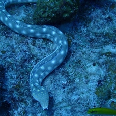 Araştırma: Elektrikli yılan balıkları, verdikleri akımla canlılarda gen aktarımına sebep olabilir