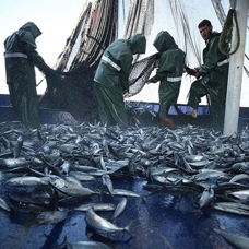 BM: Akdeniz ve Karadeniz'de aşırı avlanma son 10 yılın en düşük seviyesine indi