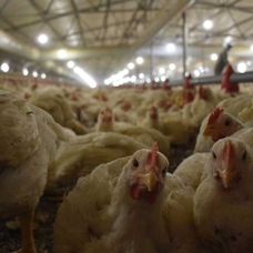 Tavuk eti üretimi yüzde 6,6 arttı... TÜİK açıkladı