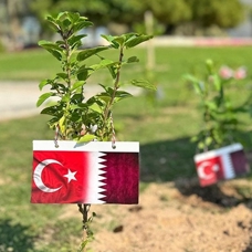 Türkiye-Katar ilişkilerinin 50'nci, Cumhuriyet'in 100. yılı dolayısıyla Doha'da 150 fidan dikildi
