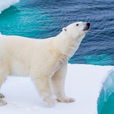 Kutup ayıları iklimsel sıkıntıda