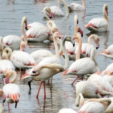 Flamingolar da şaşırdı