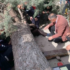 Burdur'da üzerine ağaç devrilen belediye başkan adayı ve oğlu ağır yaralandı 