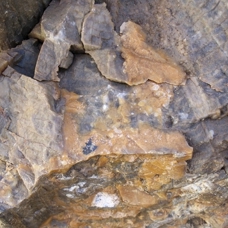 İngiltere'de 390 milyon yıllık Dünya'nın en eski ağaç fosilleri bulundu