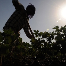 Tarım işçilerinin günlük ücreti 2023'te arttı