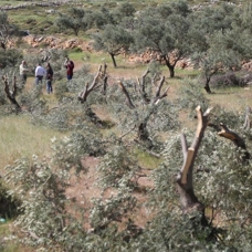 İşgalci İsrail, Filistinlilerin zeytinlerini de yok etti