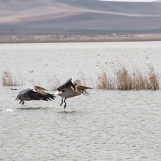 Pelikanlar'ın Ankara molası