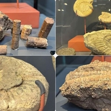 545 milyon yıllık deniz lalesi fosili Samsun Müzesi'nde sergileniyor