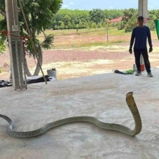 Tayland'da arabadan 4 metrelik kobra çıktı