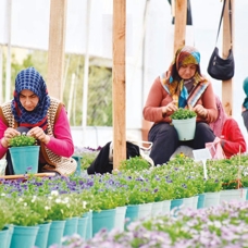 Türk tohumlar Japonya'da çiçek açıyor